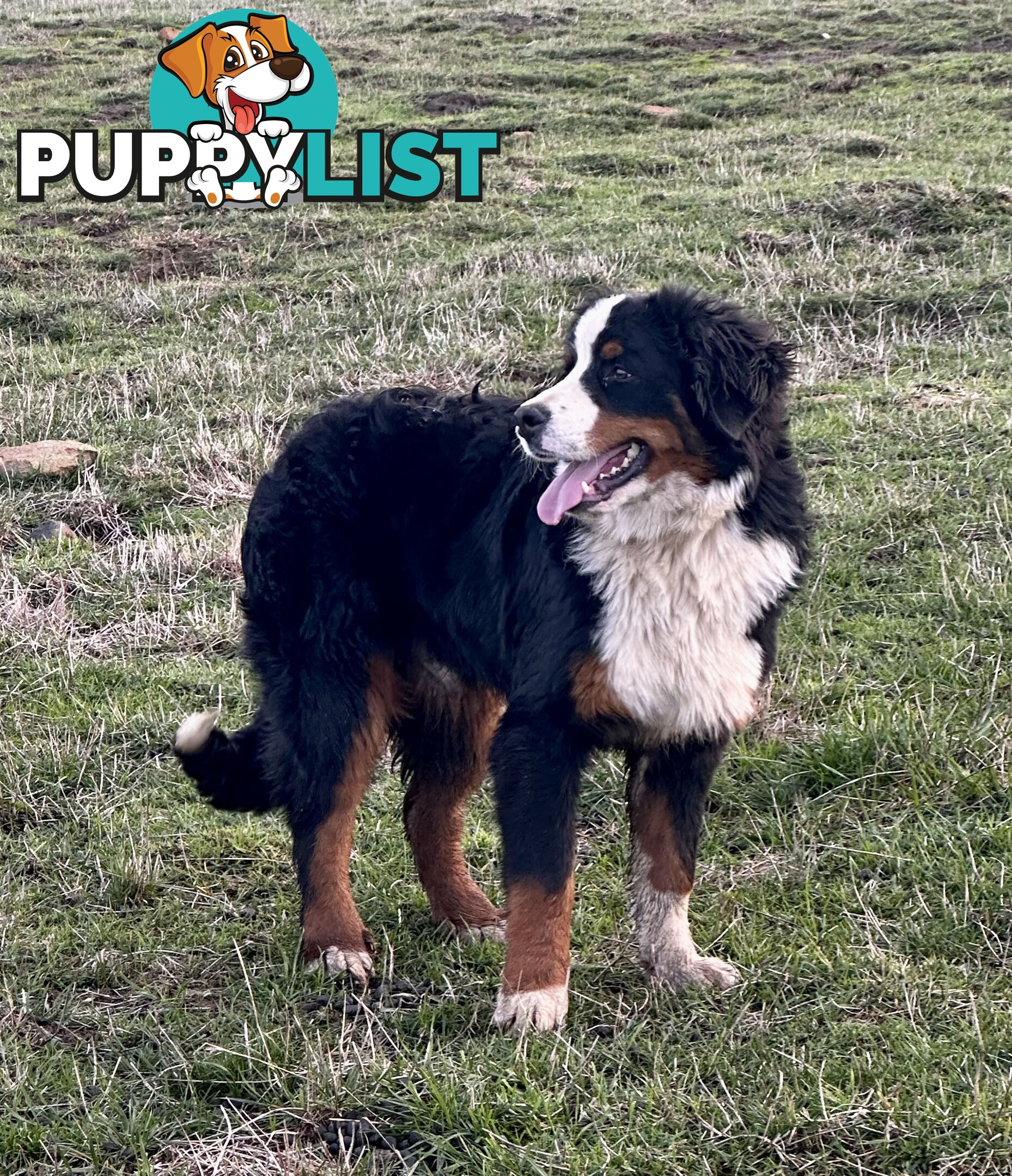 Bernese mountain dog