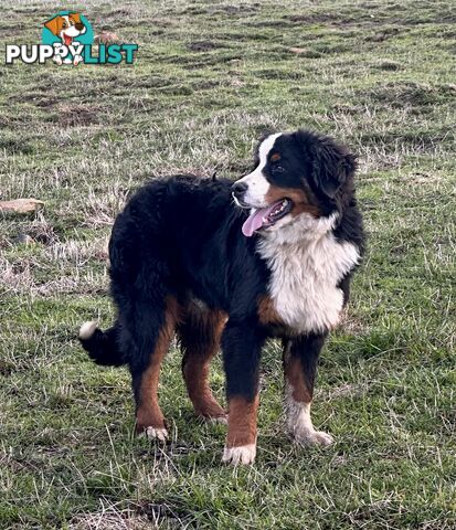 Bernese mountain dog