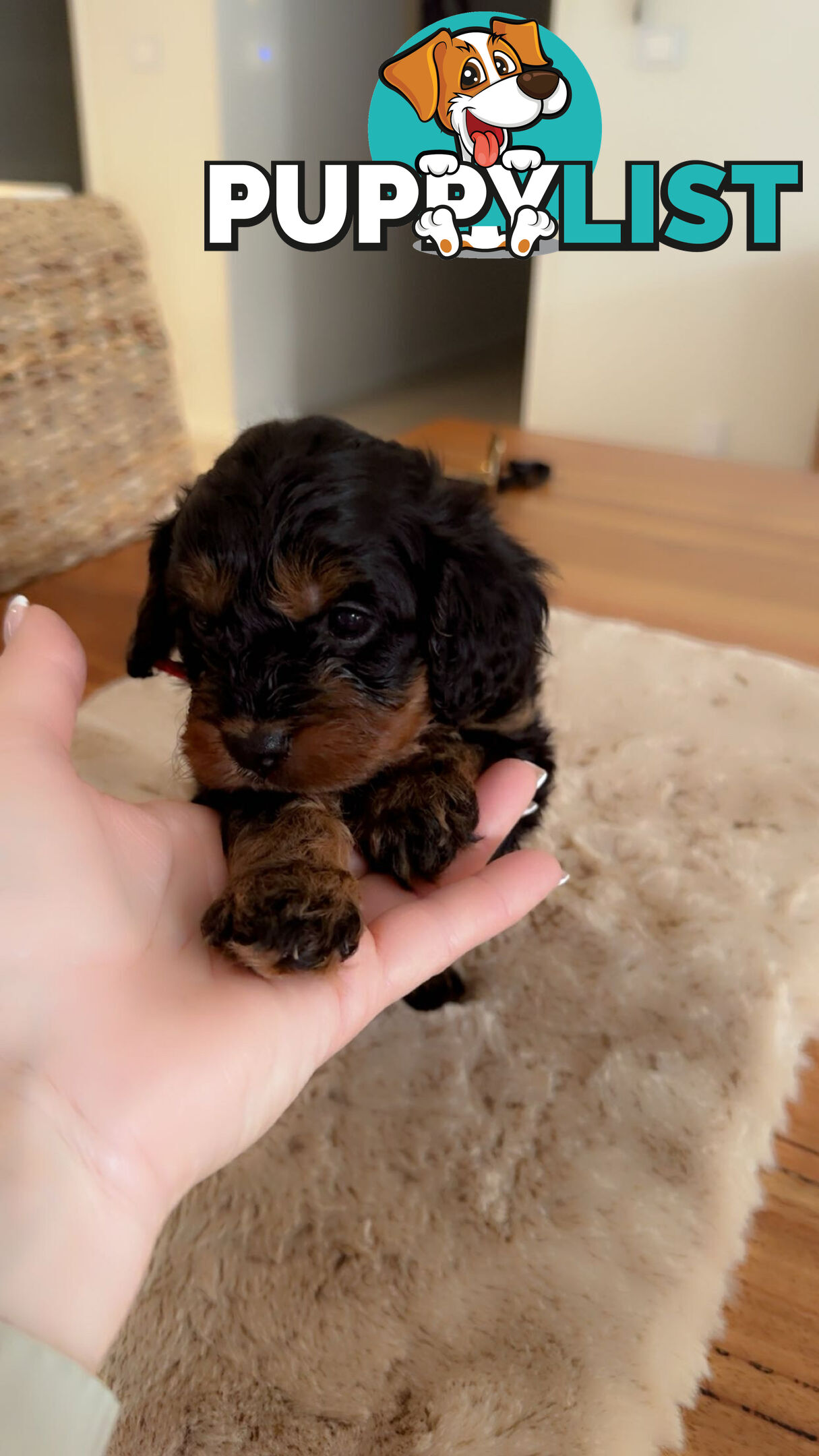 Toy Cavoodles female