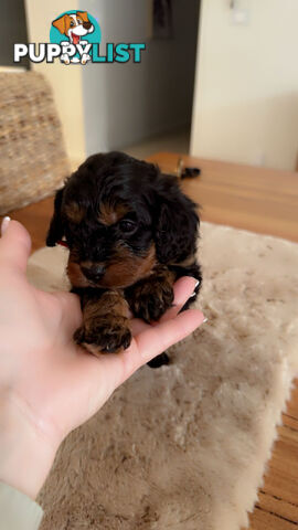 Toy Cavoodles female