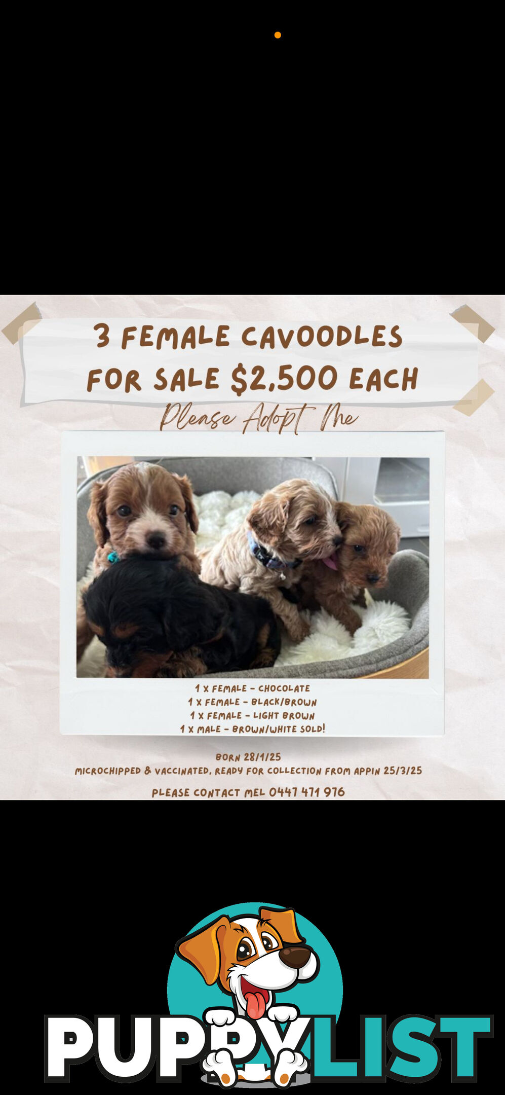 Toy Cavoodles female