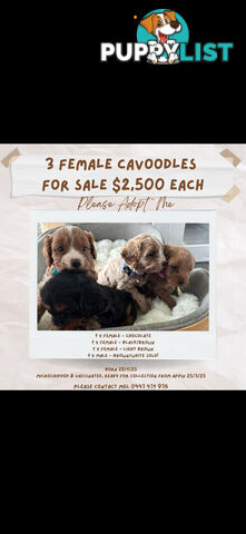 Toy Cavoodles female