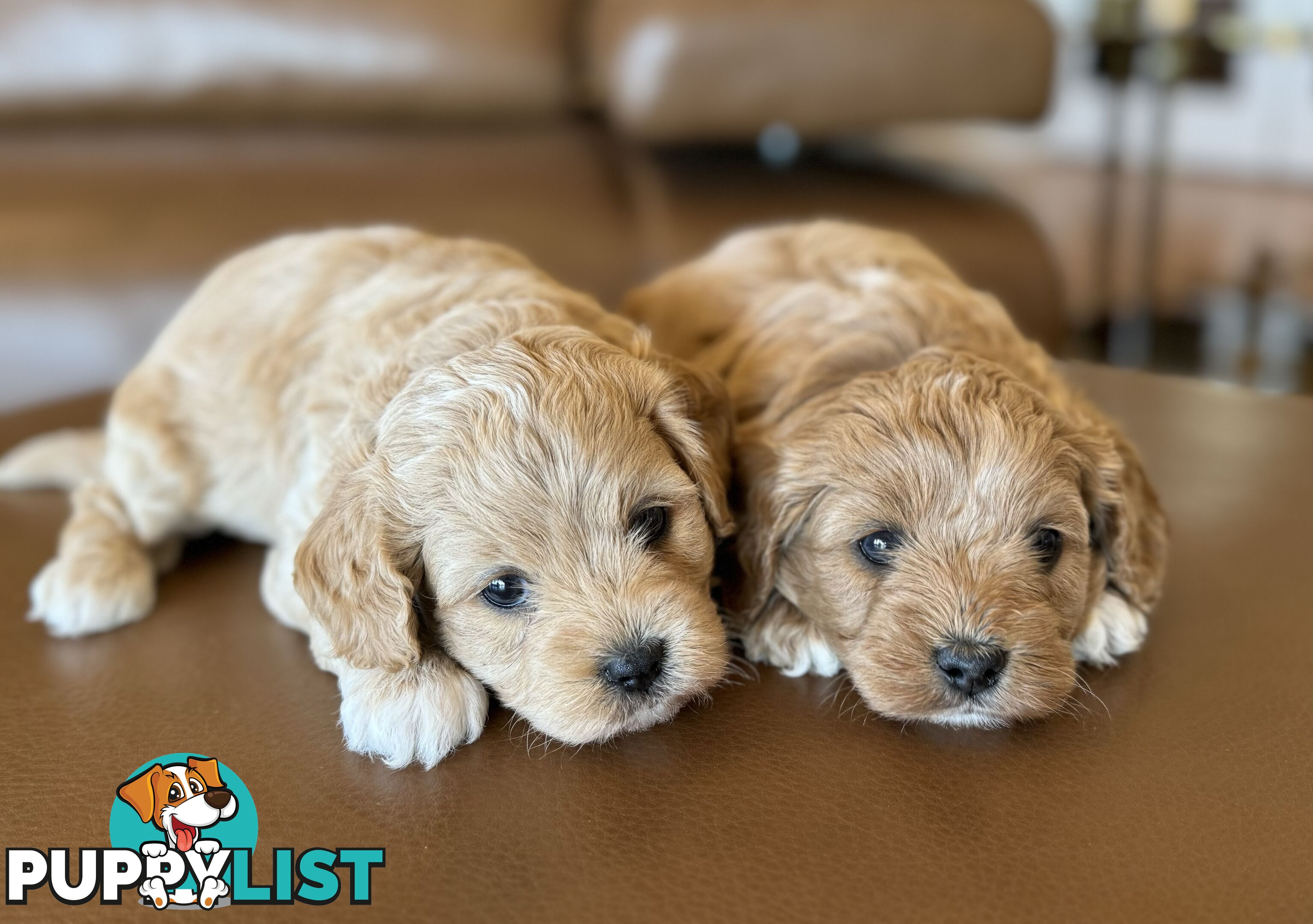 Rare Golden and Ruby Coloured Toy Cavoodles 🧡