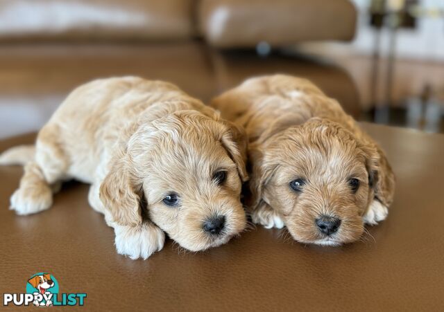 Rare Golden and Ruby Coloured Toy Cavoodles 🧡