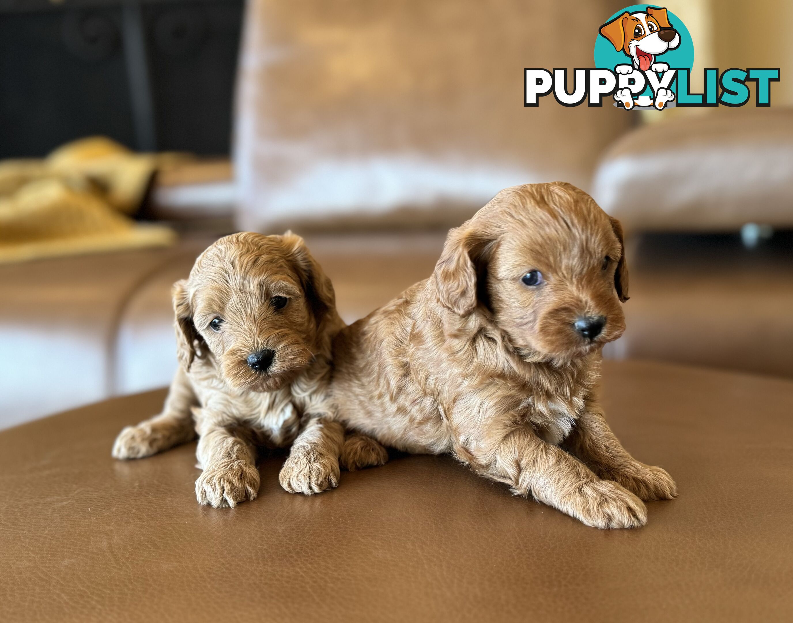 Rare Golden and Ruby Coloured Toy Cavoodles 🧡