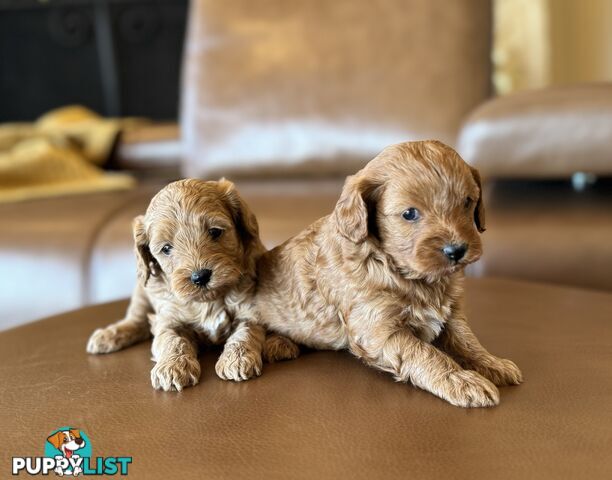 Rare Golden and Ruby Coloured Toy Cavoodles 🧡