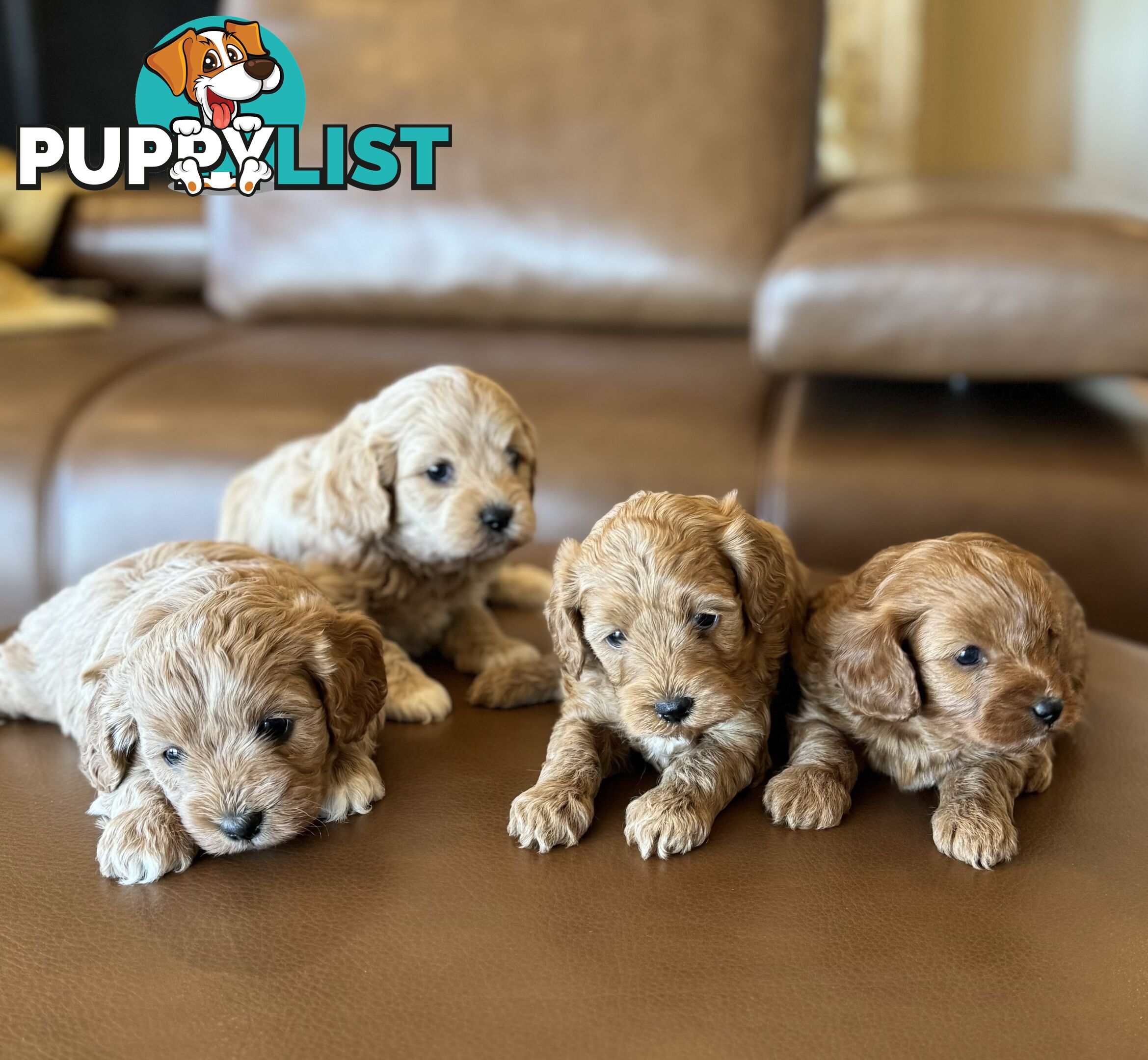 Rare Golden and Ruby Coloured Toy Cavoodles 🧡