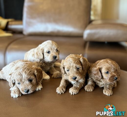 Rare Golden and Ruby Coloured Toy Cavoodles 🧡