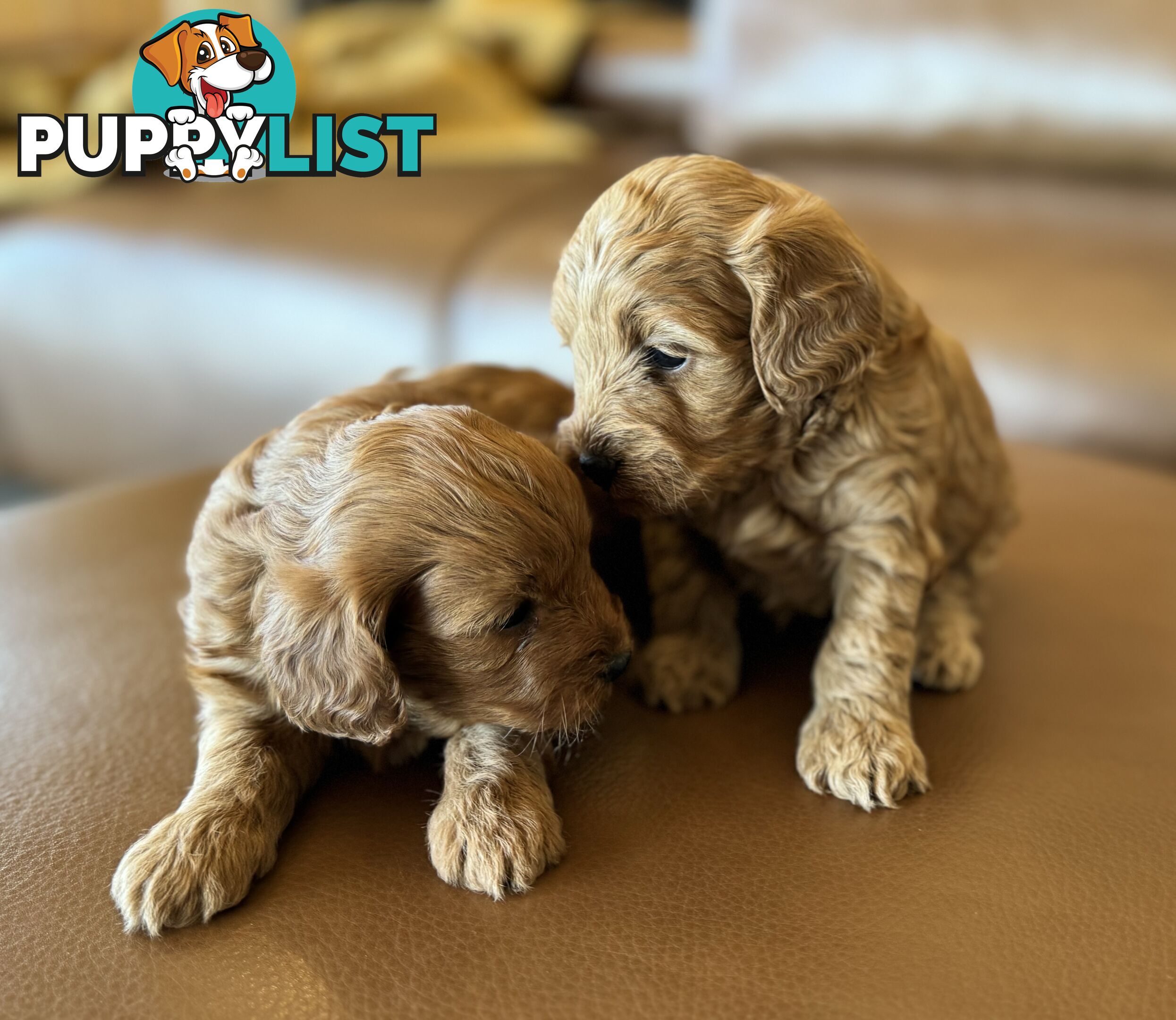 Rare Golden and Ruby Coloured Toy Cavoodles 🧡