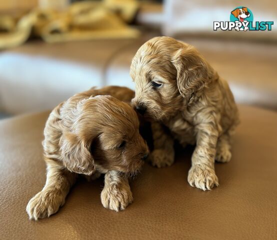 Rare Golden and Ruby Coloured Toy Cavoodles 🧡