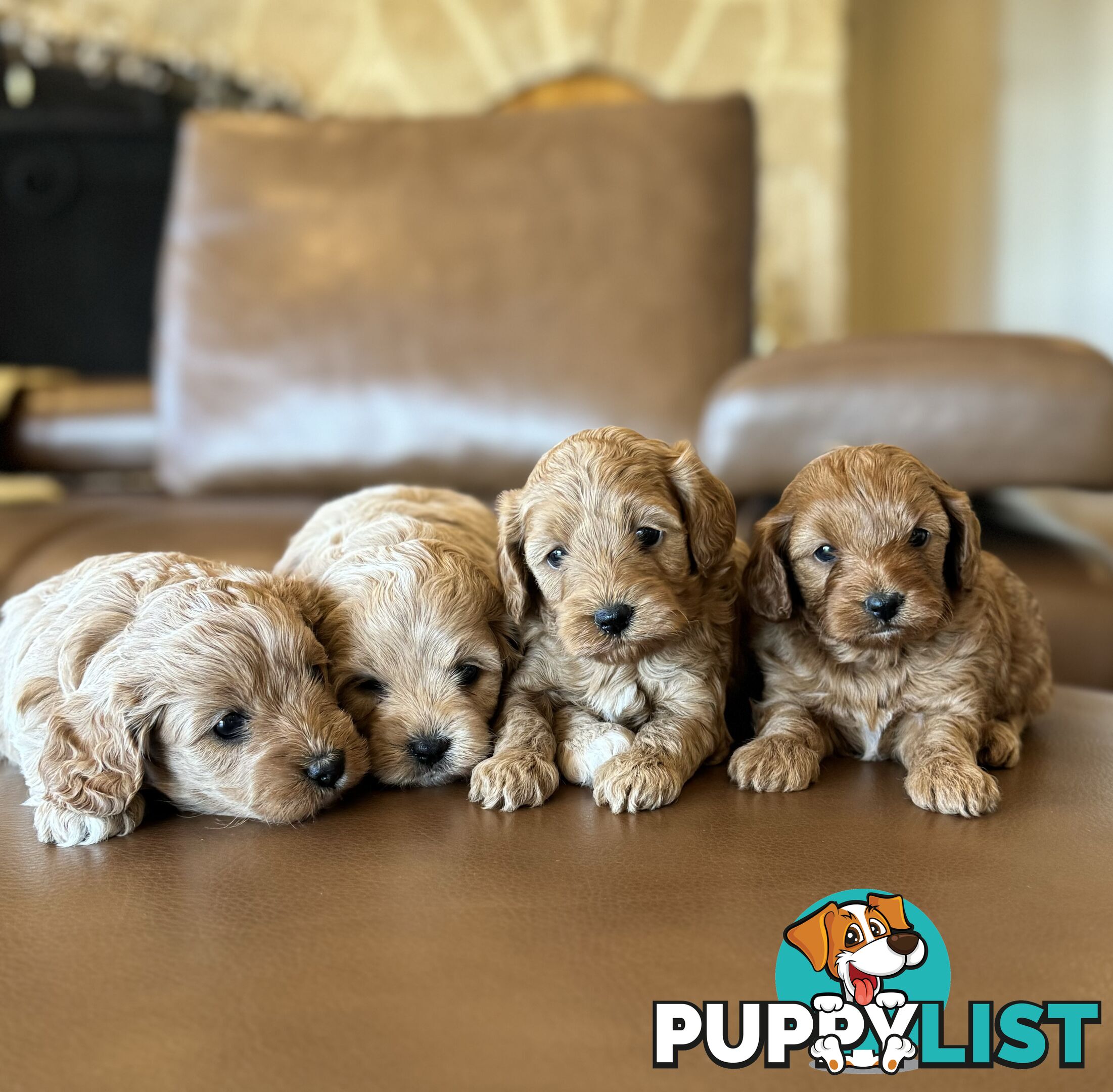 Rare Golden and Ruby Coloured Toy Cavoodles 🧡