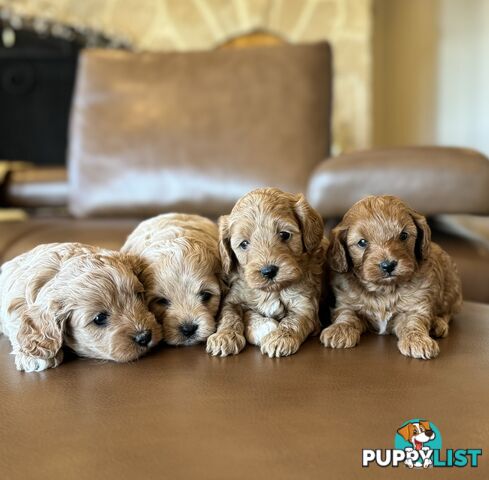 Rare Golden and Ruby Coloured Toy Cavoodles 🧡