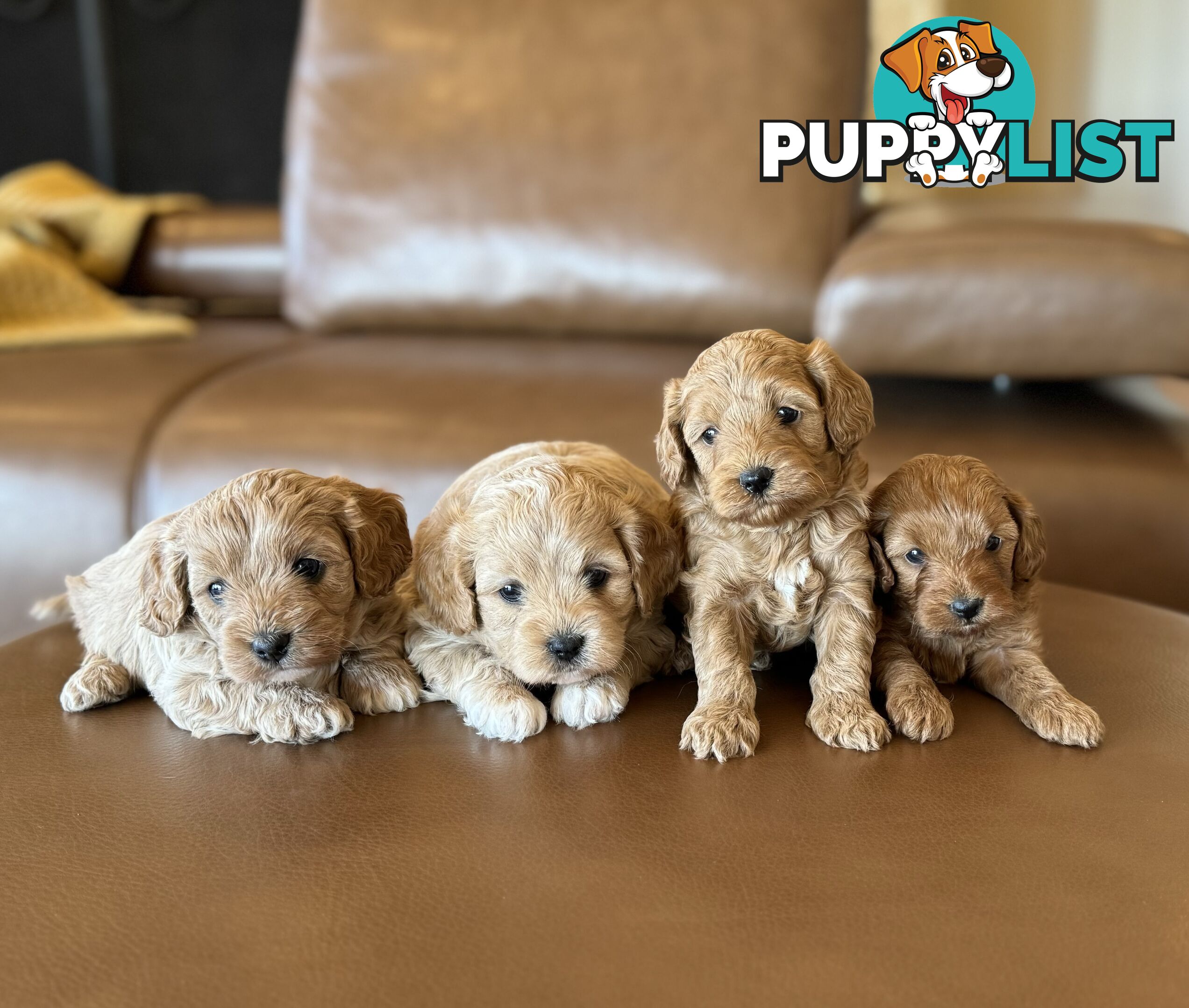 Rare Golden and Ruby Coloured Toy Cavoodles 🧡