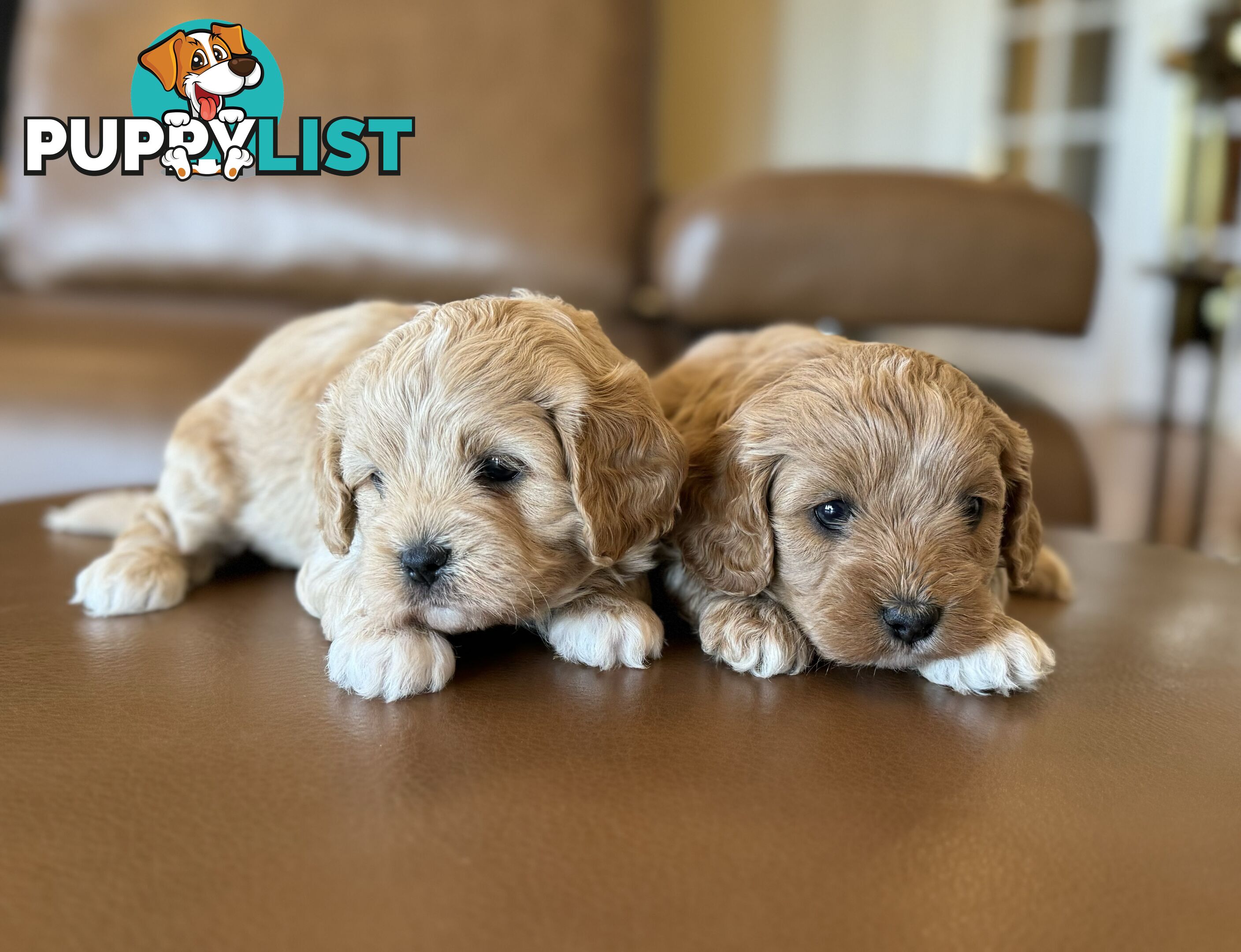 Rare Golden and Ruby Coloured Toy Cavoodles 🧡