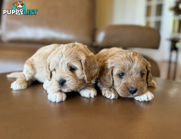 Rare Golden and Ruby Coloured Toy Cavoodles 🧡