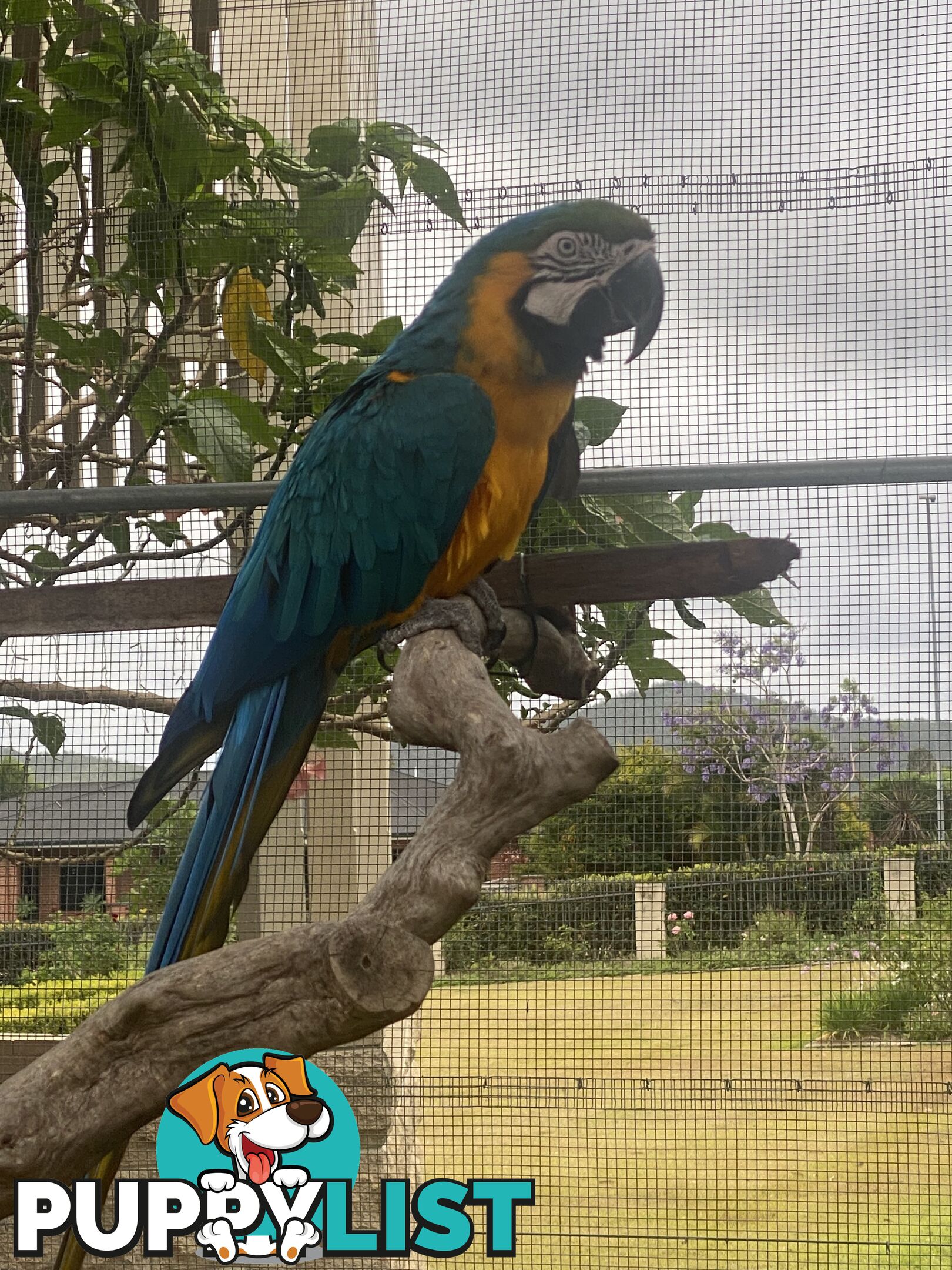 Blue & Gold Macaw