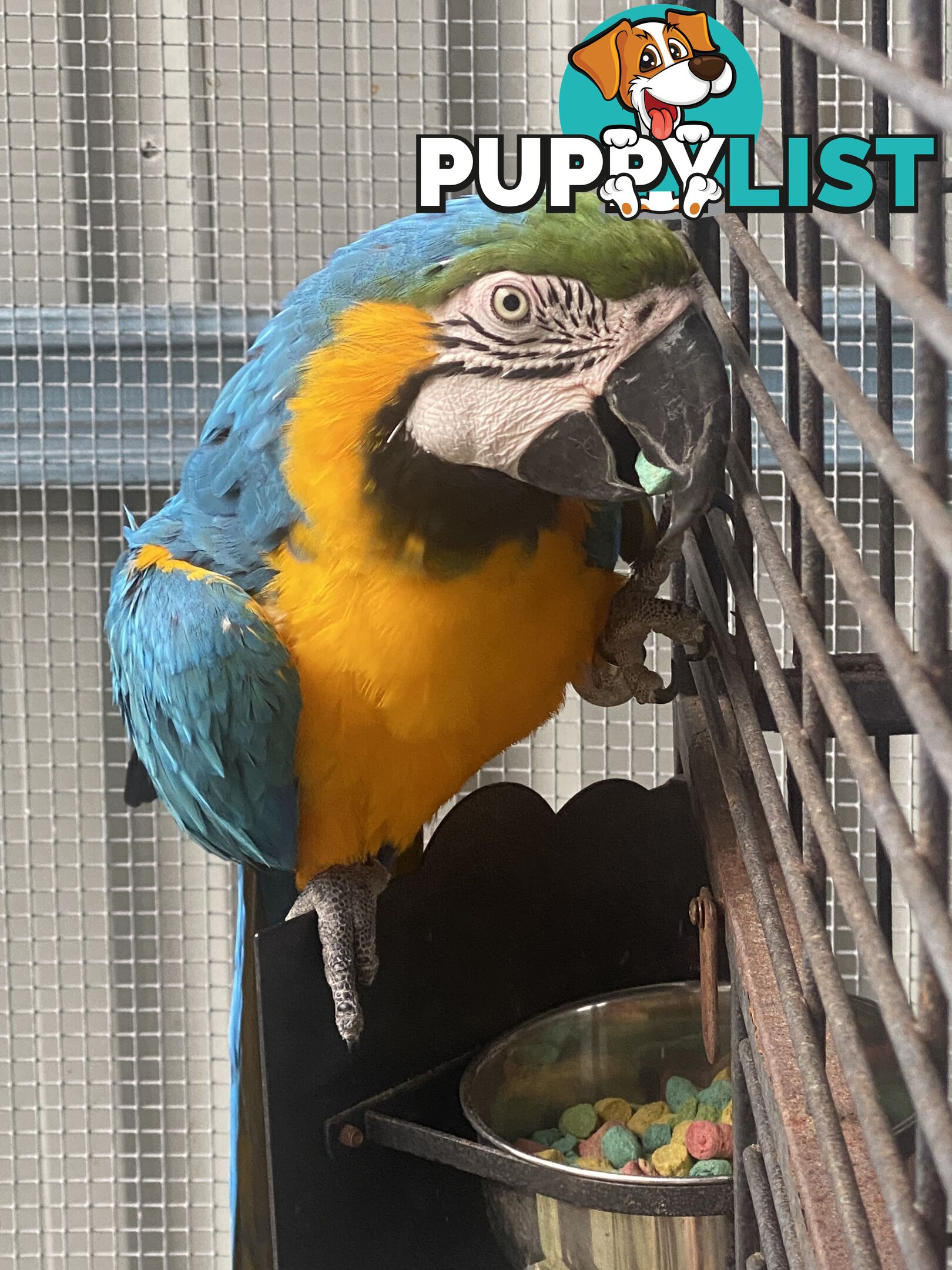 Blue & Gold Macaw