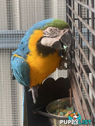 Blue & Gold Macaw