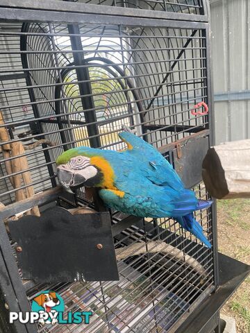 Blue & Gold Macaw