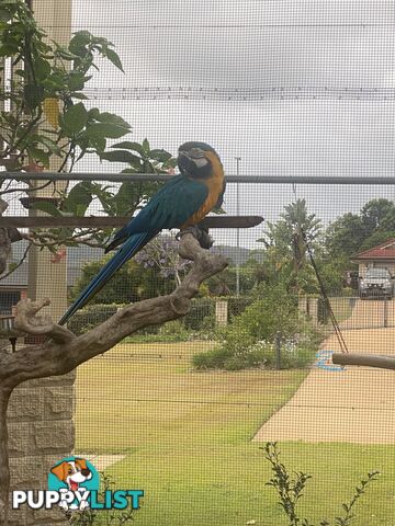 Blue & Gold Macaw