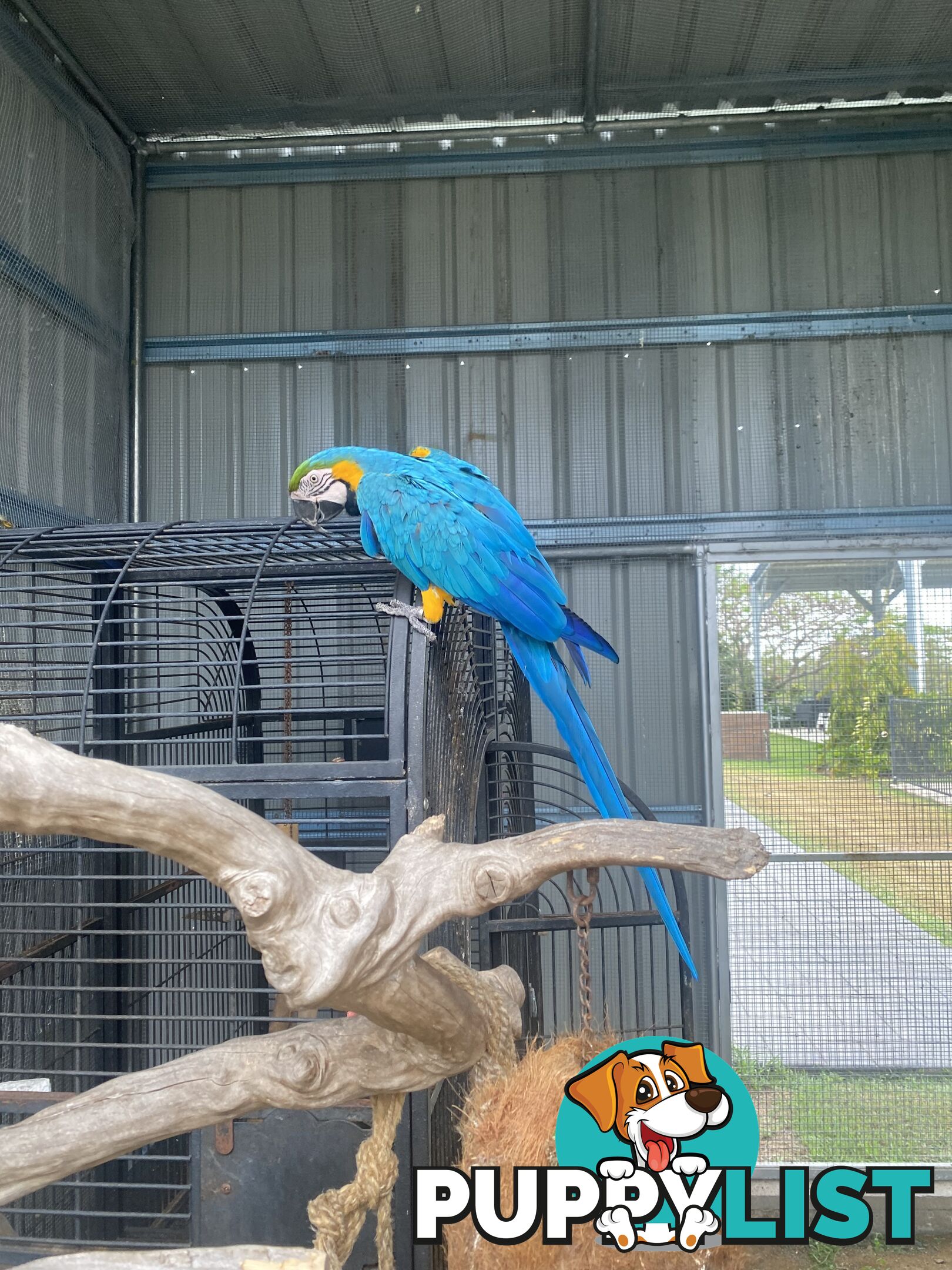 Blue & Gold Macaw