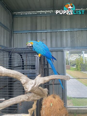 Blue & Gold Macaw