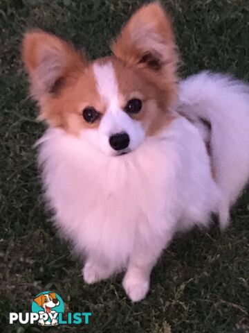 male Papillon puppy 6mths old