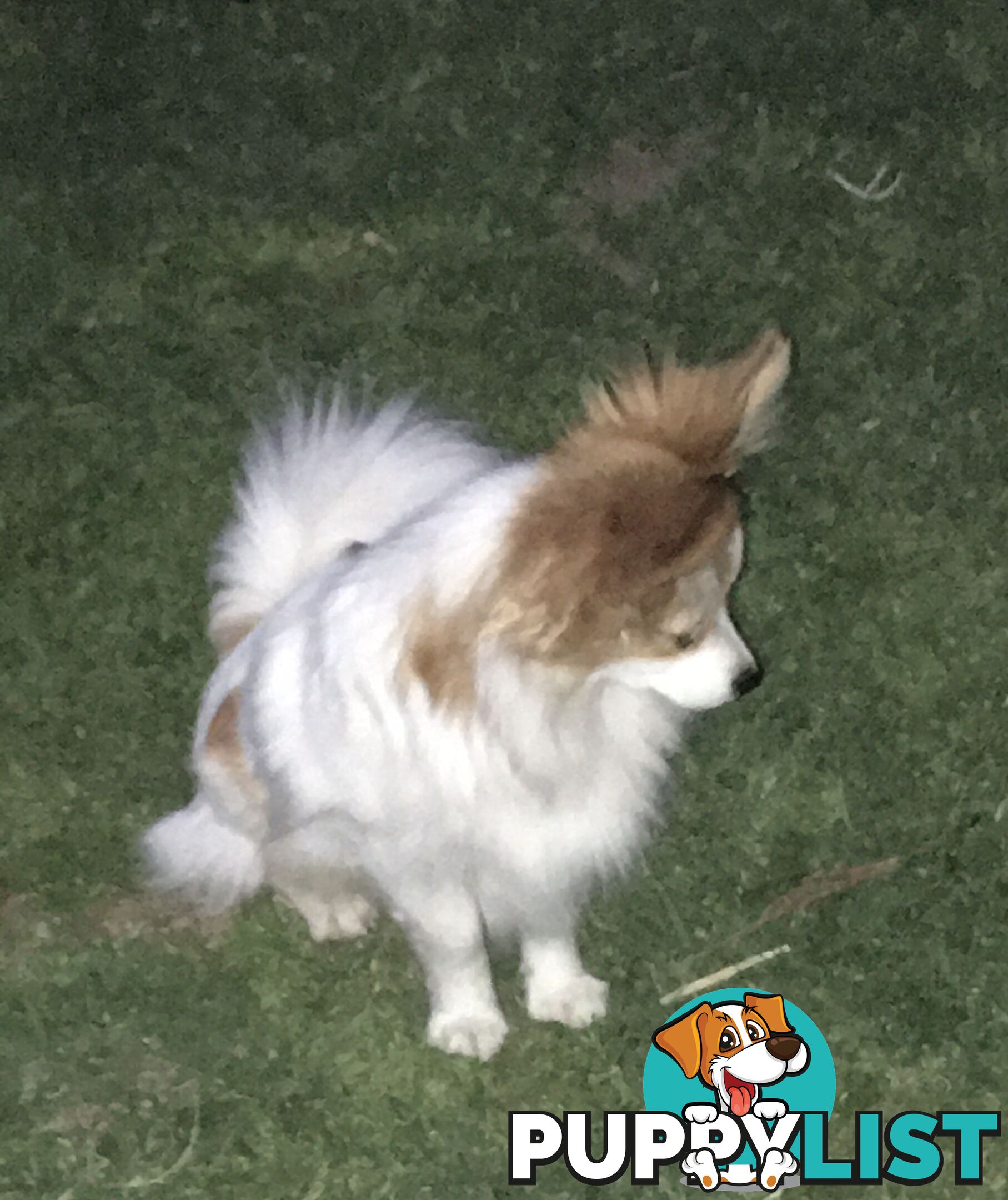 male Papillon puppy 6mths old