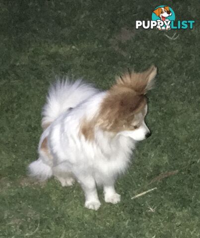 male Papillon puppy 6mths old