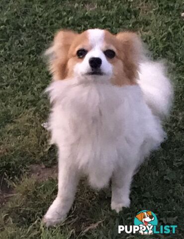 male Papillon puppy 6mths old