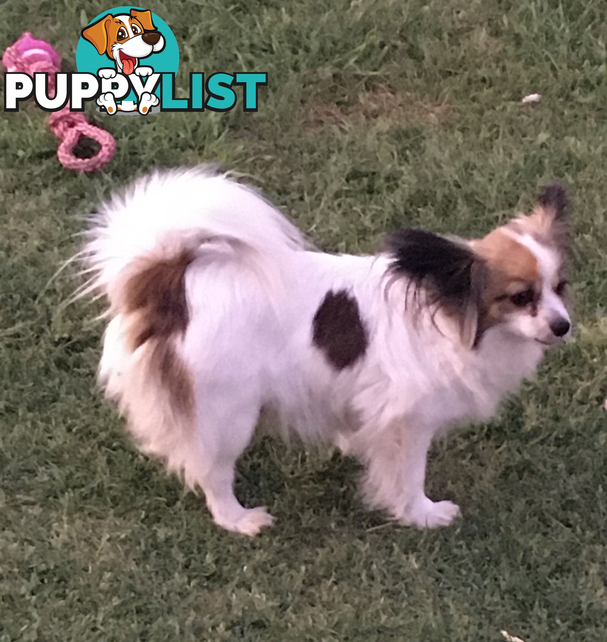 male Papillon puppy 6mths old