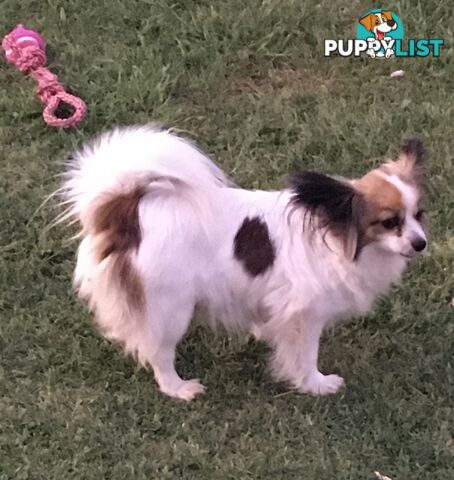 male Papillon puppy 6mths old