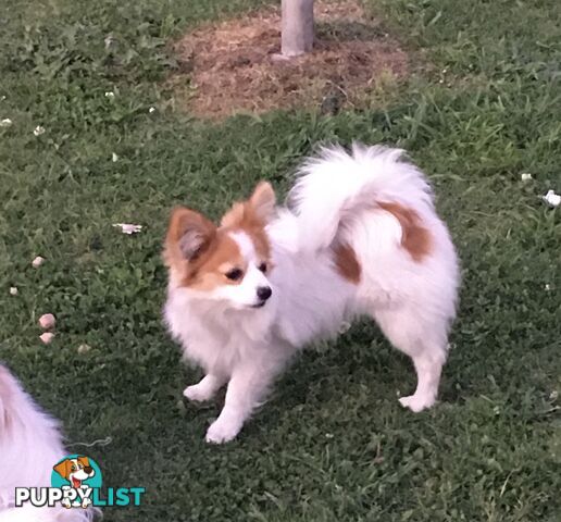 male Papillon puppy 6mths old