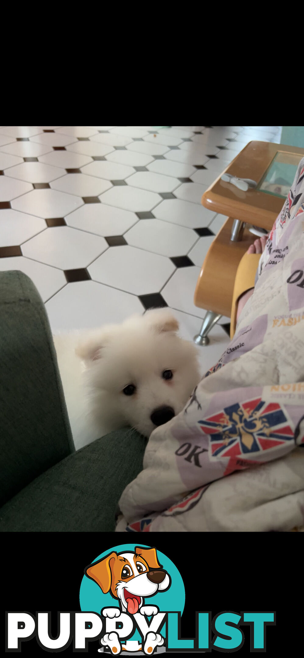 Rehoming Samoyed Puppy