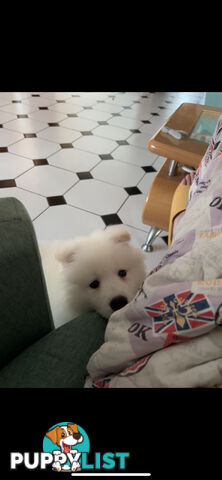 Rehoming Samoyed Puppy
