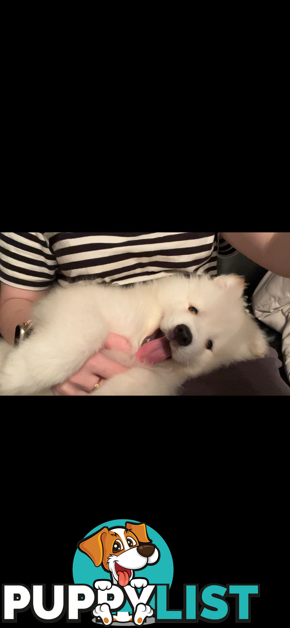 Rehoming Samoyed Puppy