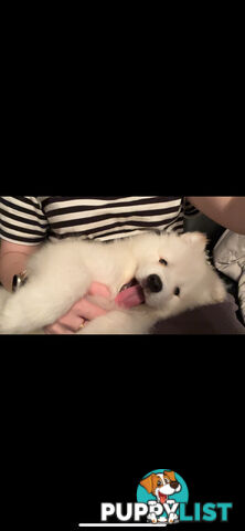 11-Week-Old Samoyed Puppy – Rehoming Due to Lifestyle Mismatch