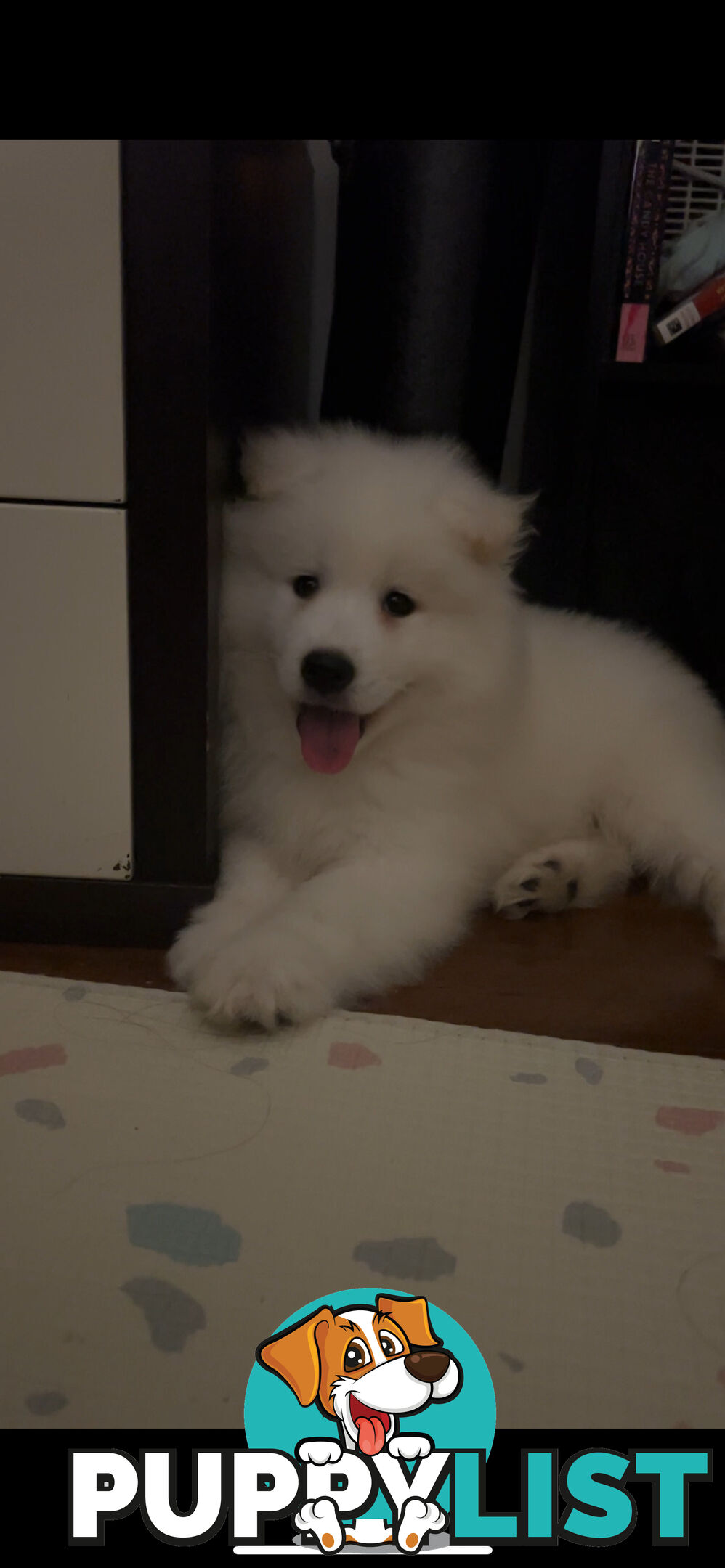 Rehoming Samoyed Puppy