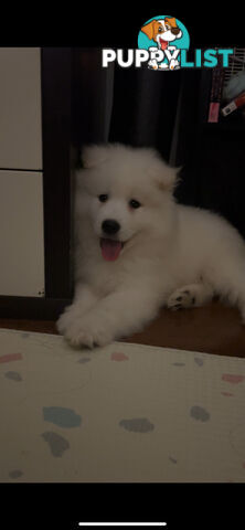 Rehoming Samoyed Puppy