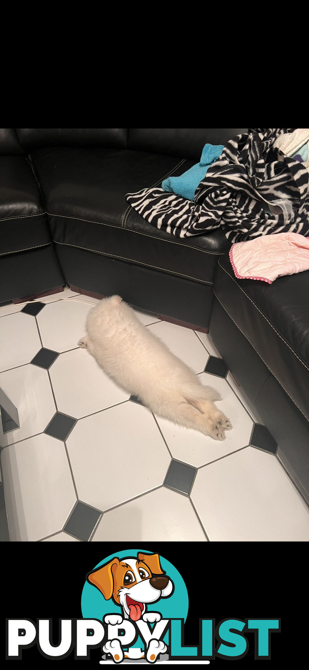 Rehoming Samoyed Puppy