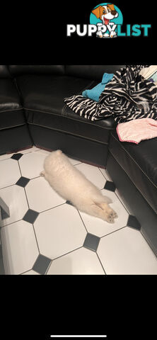 Rehoming Samoyed Puppy