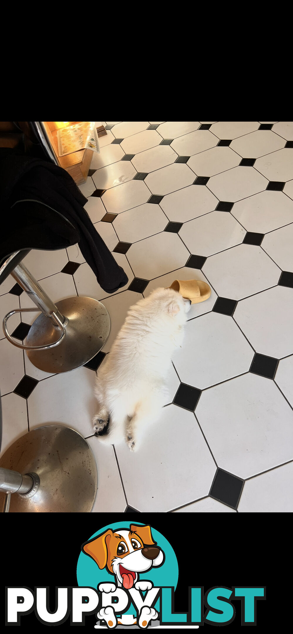 Rehoming Samoyed Puppy