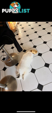 Rehoming Samoyed Puppy