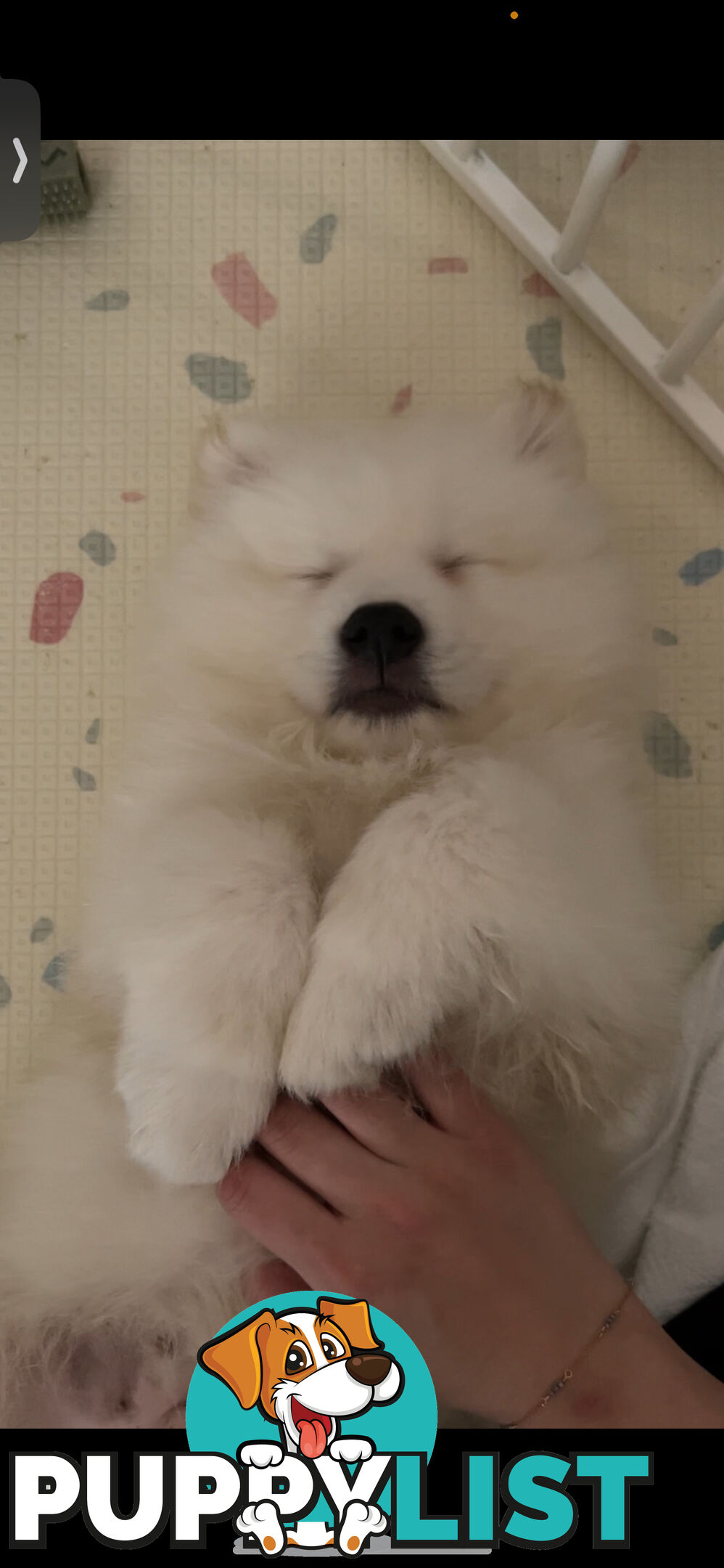 Rehoming Samoyed Puppy