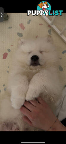 Rehoming Samoyed Puppy