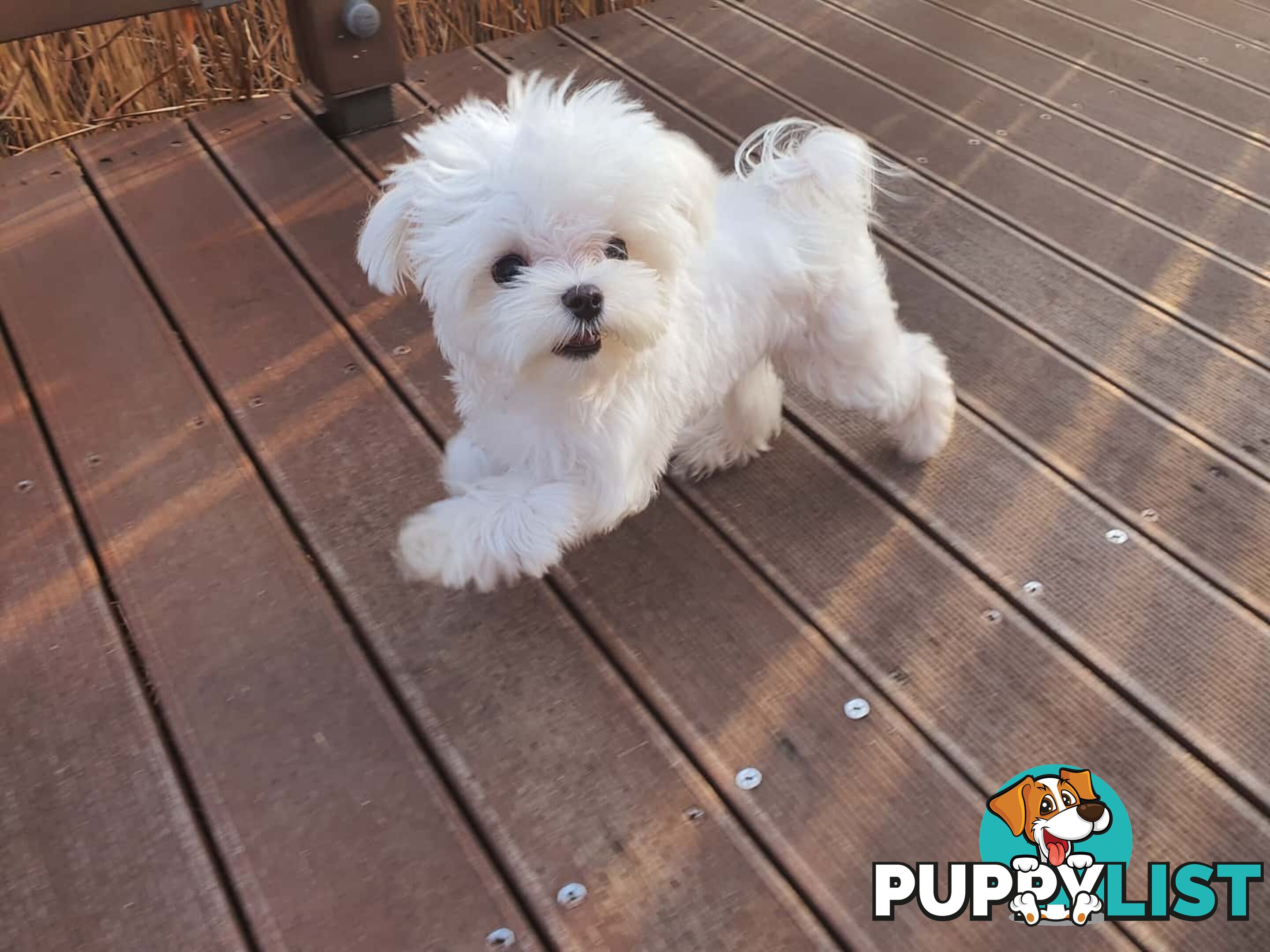 Beautiful Toy Maltese Puppies Available