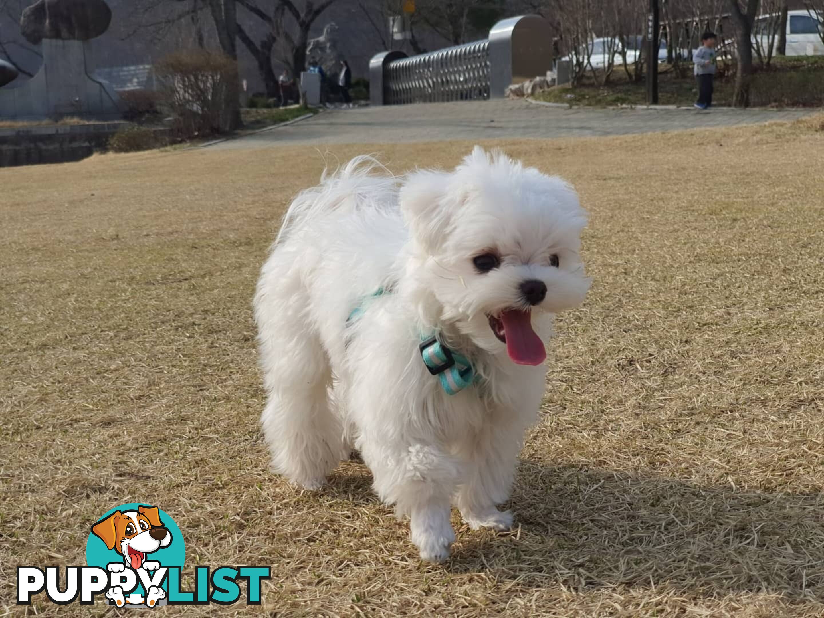 Beautiful Toy Maltese Puppies Available