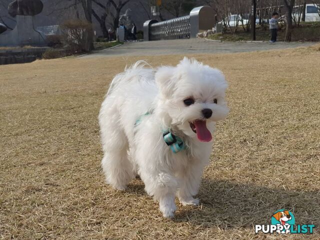 Beautiful Toy Maltese Puppies Available