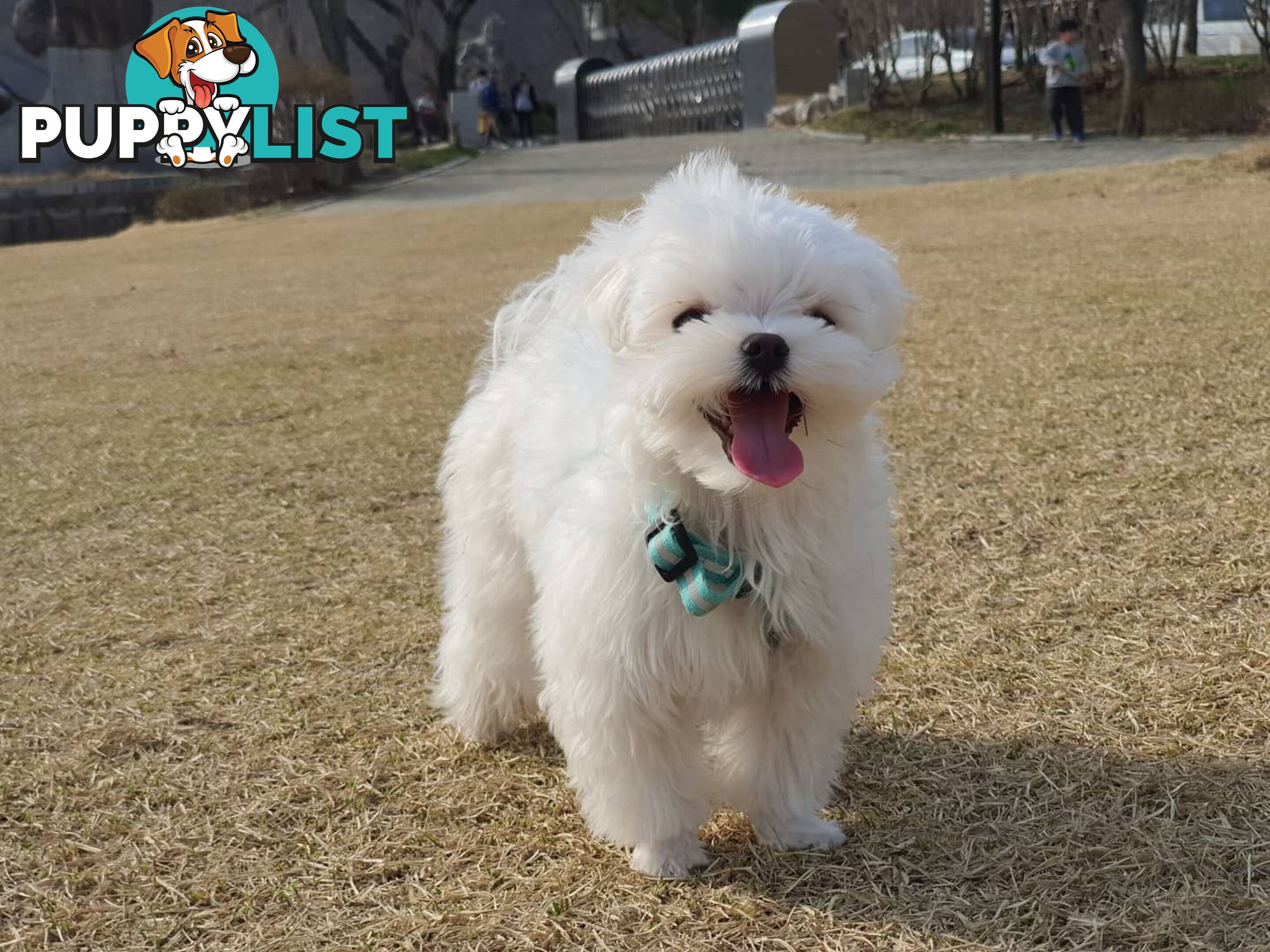 Beautiful Toy Maltese Puppies Available