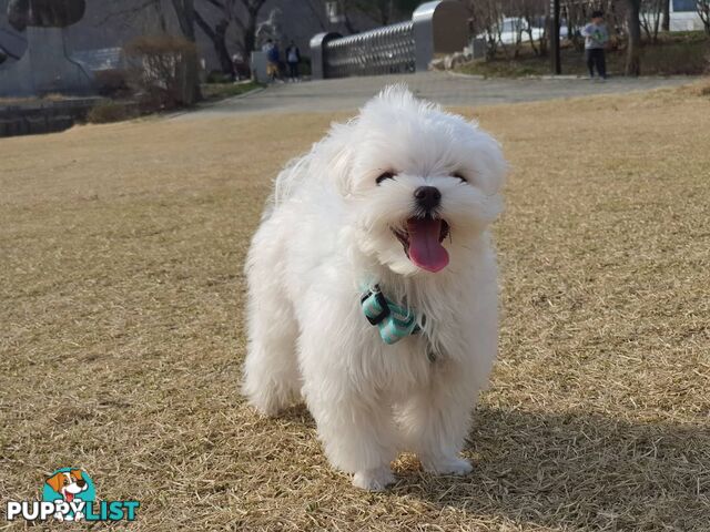 Beautiful Toy Maltese Puppies Available